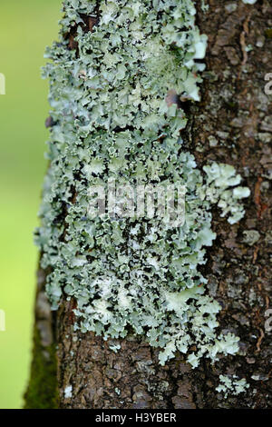 Lichens on a tree trunk Stock Photo