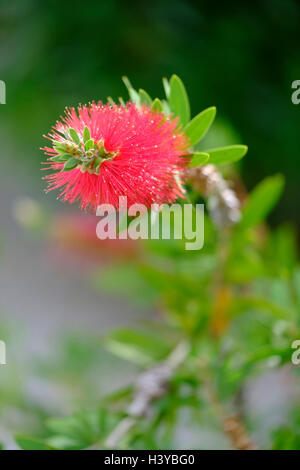 Bottlebrush plant (Callistemon citrinus) Stock Photo