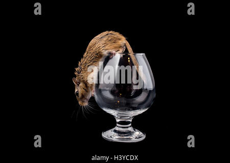 mouse in a glass, isolated black Stock Photo