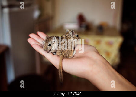 Cute pet gerbil in human hand Stock Photo