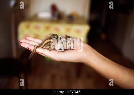 Cute pet gerbil in human hand Stock Photo