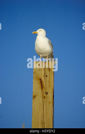 wooden pole, silver gull, Larus, argentatus, Europe, North Germany, Germany, Schleswig - Holstein, the North Frisians, island, North Sea island, north frieze country, Sylt, Westerland, beach, birds, bird, Möwenvogel, Wattvogel, gull, the outside North Sea Stock Photo