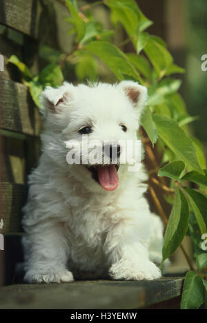 West Highland White terrier, puppy, animal, animals, mammal, mammals, dog, dogs, Canidae, pet, pets, young animal, young, white, dog puppy, young animals, dog breed, race, pedigree dog, terrier, sit, wooden bank, outside Stock Photo