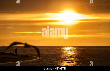 A couple's embrace in the setting sun is framed by a passing seagull on the northern tip of Anna Maria Island, Florida Stock Photo