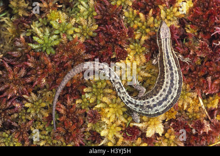 Moss, forest lizard, Lacerta vivipara, females, pregnant mountain lizard, lizards, lizard, animal world, animals, animal, reptiles, reptile, Reptilia, Kriechtiere, Kriechtier, saurians, saurian, family saurians, Lacertidae, Common lizard, Scotland Stock Photo