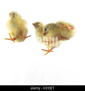 Glass top, Hüherküken, three, from below animals, chicks, birds, fowl, house chicken, Gallus gallus, benefit animals, gallinaceous bird, young animals, poultry, young, young birds, yellow, fleecily, softy, snugly, softly, perspective, unterview Stock Photo