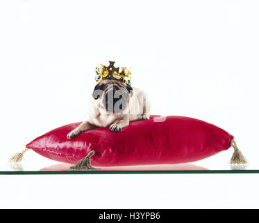 Pug, crown, cushion, red, mammals, mammal, Canidae, pets, pet, dogs, dog, pedigree dog, pet dog, accompanying dog, lie, rest, king, royal, studio, Pug, Stock Photo