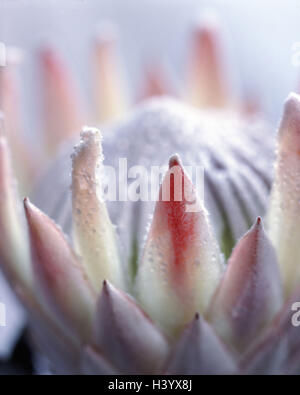Königsprotea, Protea cynaroides, detail, blossom, South, Africa, Planting, Flower, Protea, silver tree plants, Proteaceae, cut flower, indoor plant, flower head, petals, adornment, decoration, nature, Still life, product photography Stock Photo