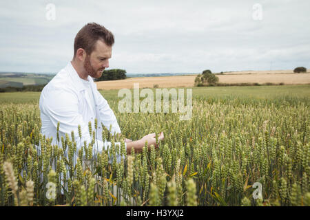 Agronomist checking the crops in the field Stock Photo