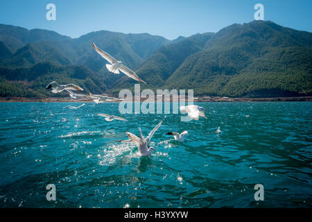 Seagulls, Lugu Lake, Yunnan, China Stock Photo