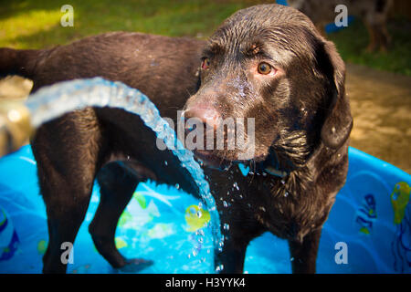 Chocolate labrador retriever dog in paddling pool Stock Photo