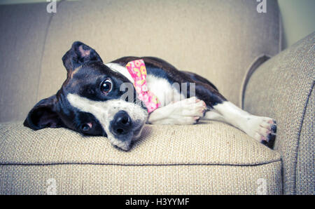 Boston terrier dog in bow tie lying on sofa Stock Photo