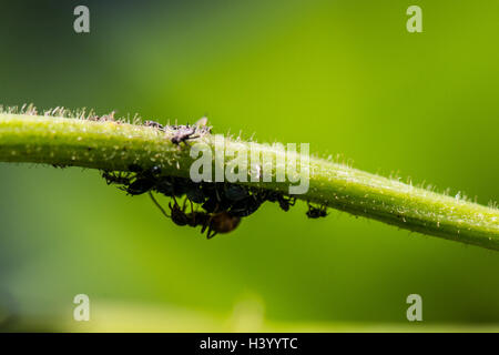 An ant farming black bean aphid on a bean plant Stock Photo