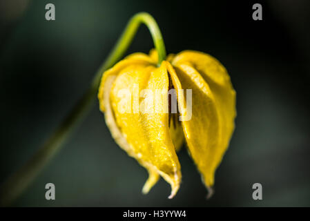 Flower of a golden clematis (Clematis tangutica) Stock Photo