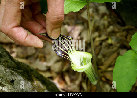 Woman touching A Jack-In-The-Pulpit plant (Arisaema triphyllum) Stock Photo
