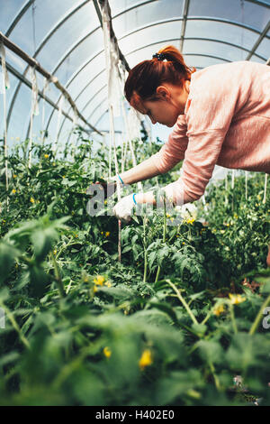 Woman working over vegetable plants in greenhouse Stock Photo