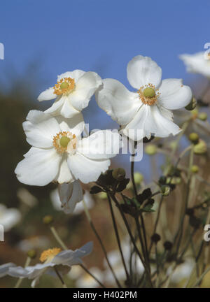 Garden, autumn anemones, plants, flowers, anemones, anemone, autumn anemone, garden anemones, garden anemone, crowfoot plant, anemone hupehensis, blossoms, white, ornamental plant Stock Photo