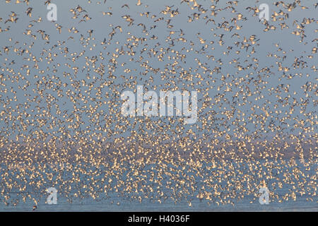 Thousands of Knot Calidris Canutus take to the sky from their roost as the mudflats are flooded by the incoming tide in Norfolk Stock Photo