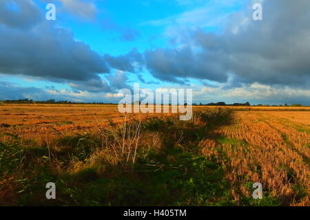 Stubble field in  Lincolnshire Fenland - Agriculture Big blue sky with cumulus clouds Evening sunshine Stock Photo