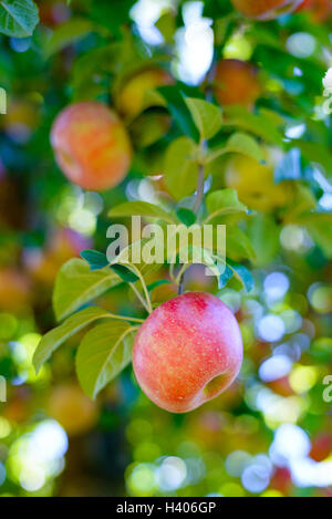 A ripe apple hanging off the tree in Adams County PA USA Stock Photo