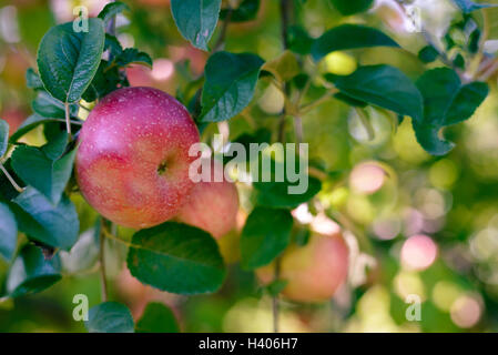 An apple on an orchard in Adams County  PA Stock Photo