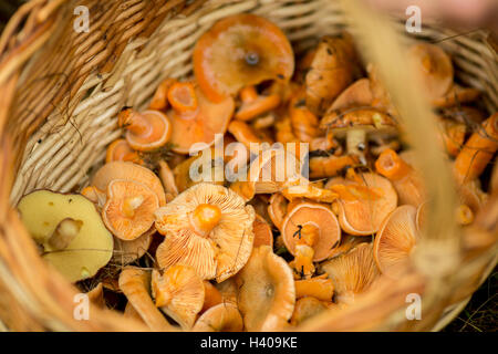 basket with red mushrooms Stock Photo