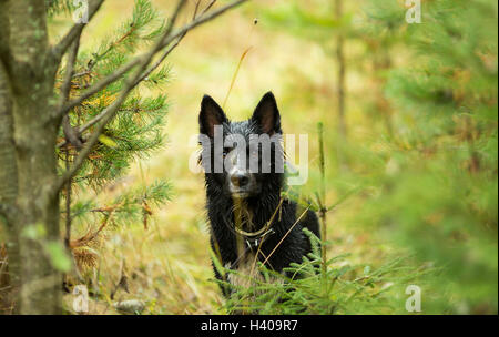 Black dog in the woods