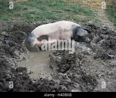 Pig, Wallowing, Animal, Animals, Mammal, Mammals, Benefit animal, Benefit animals, Pigs, Suidae, Parrhufer, Artiodactyla, house pig, Sus scrofa domesticus, Swabian-Hall swine, wallow, puddle, mud, floor place, damp