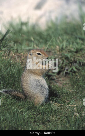 Alaska, Ziesel, Spermophilus parryi, animals, animal, Ziesel, rodents, rodent, croissant, Parry-Ziesel, arctic croissant, food search, ingestion, side view Stock Photo