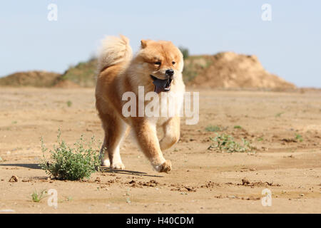 dog chow chow chow-chow china red cream face stand standing adult adults dogs lion field walk walking run running to run dune Stock Photo