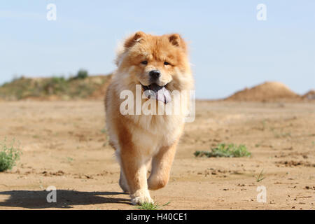 dog chow chow chow-chow china red cream face stand standing adult adults dogs lion field walk walking run running to run dune Stock Photo