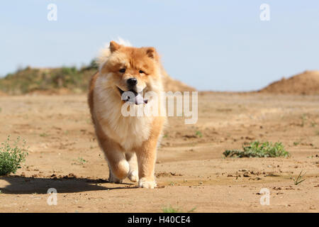 dog chow chow chow-chow china red cream face stand standing adult adults dogs lion field walk walking run running to run dune Stock Photo