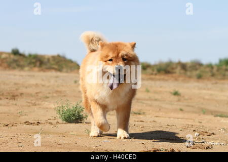 dog chow chow chow-chow china red cream face stand standing adult adults dogs lion field walk walking run running to run dune Stock Photo