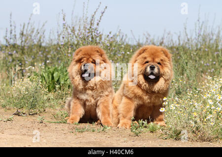 dog chow chow chow-chow two deux 2 puppy puppies  red cream field wild field Stock Photo