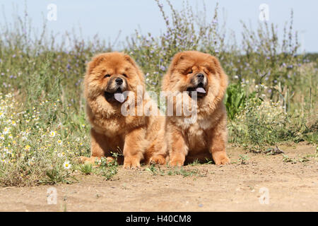 dog chow chow chow-chow two deux 2 puppy puppies  red cream field wild field Stock Photo