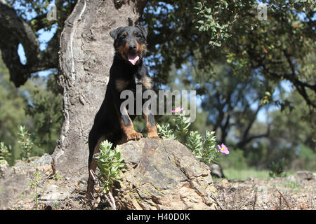 Dog Jagdterrier / jagd terrier / Deutscher Jagdterrier standing on its hind legs on a rock forest face Stock Photo