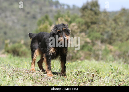 Dog Jagdterrier / jagd terrier / Deutscher Jagdterrier hunting dog standing attentive forest Stock Photo