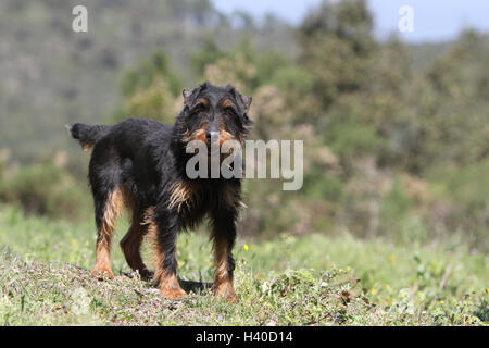 Dog Jagdterrier / jagd terrier / Deutscher Jagdterrier hunting dog standing attentive forest Stock Photo
