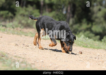 Dog Jagdterrier / jagd terrier / Deutscher Jagdterrier adult standing in forest, forest  tracking hunting Stock Photo