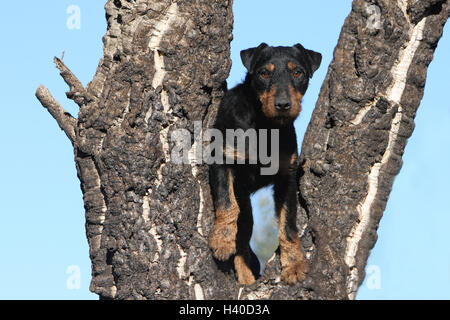 Dog Jagdterrier / jagd terrier / Deutscher Jagdterrier puppy blue sky between two trees Stock Photo