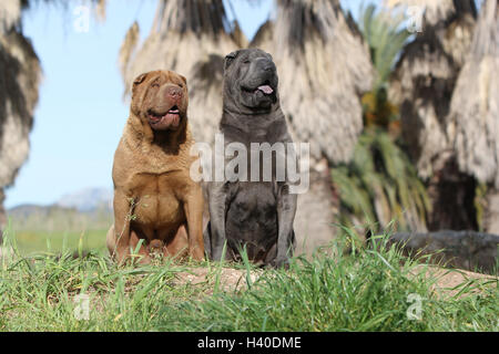 Dog Shar pei two adults sitting different colors Stock Photo