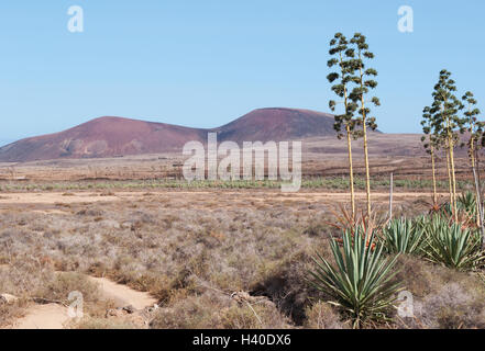 Fuerteventura, Canary Islands, North Africa: an expanse of succulents and the Montaña Colorada with the volcano of Calderón Hondo on the background Stock Photo