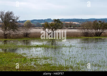 Hedgerows and withy fields uncovering as flood waters recede across Curry Moor on the Somerset Levels after the floods in 2014 Stock Photo