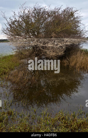 Hedgerows uncovering as flood waters recede across Curry Moor on the Somerset Levels after the floods in 2014 Stock Photo