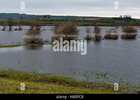 Hedgerows uncovering as flood waters recede across Curry Moor on the Somerset Levels after the floods in 2014 Stock Photo