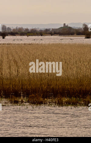 Withy beds uncovering as flood waters recede across Curry Moor on the Somerset Levels after the floods in 2014 Stock Photo