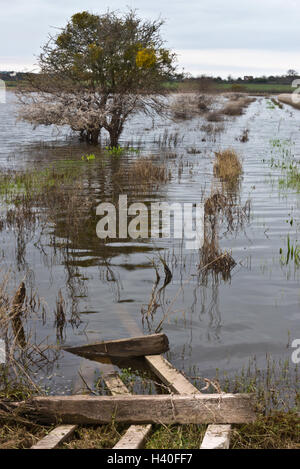 Withies and fencing uncovering as flood waters recede across Curry Moor on the Somerset Levels after the floods in 2014 Stock Photo