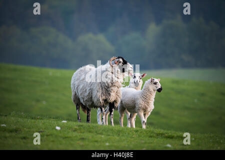 Lit by evening sunlight, Swaledale ewe & twin mule lambs stand on grass looking from hill in farm field - farmland, Yorkshire Dales, England, GB, UK.