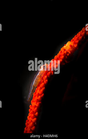 A coral goby lives on a red whip coral Stock Photo