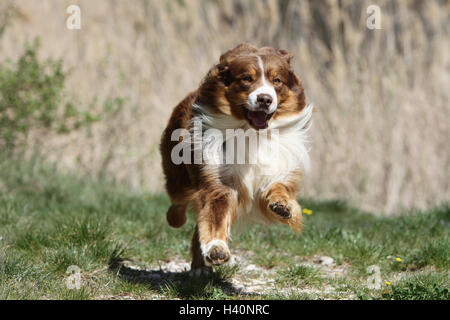 Dog Australian shepherd / Aussie  adult (red) running in a meadow Stock Photo